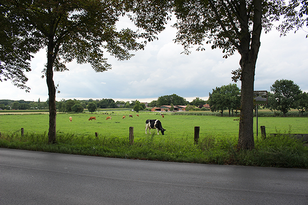 Die Rinderzucht